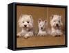 Domestic Dogs, Two West Highland Terriers / Westies with a Puppy-Adriano Bacchella-Framed Stretched Canvas