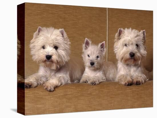 Domestic Dogs, Two West Highland Terriers / Westies with a Puppy-Adriano Bacchella-Stretched Canvas