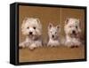 Domestic Dogs, Two West Highland Terriers / Westies with a Puppy-Adriano Bacchella-Framed Stretched Canvas