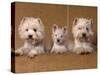 Domestic Dogs, Two West Highland Terriers / Westies with a Puppy-Adriano Bacchella-Stretched Canvas