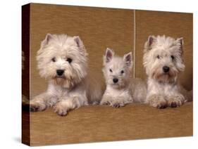 Domestic Dogs, Two West Highland Terriers / Westies with a Puppy-Adriano Bacchella-Stretched Canvas