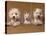 Domestic Dogs, Two West Highland Terriers / Westies with a Puppy-Adriano Bacchella-Stretched Canvas