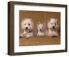 Domestic Dogs, Two West Highland Terriers / Westies with a Puppy-Adriano Bacchella-Framed Premium Photographic Print