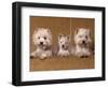 Domestic Dogs, Two West Highland Terriers / Westies with a Puppy-Adriano Bacchella-Framed Premium Photographic Print