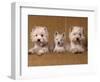 Domestic Dogs, Two West Highland Terriers / Westies with a Puppy-Adriano Bacchella-Framed Premium Photographic Print