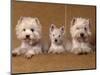 Domestic Dogs, Two West Highland Terriers / Westies with a Puppy-Adriano Bacchella-Mounted Premium Photographic Print