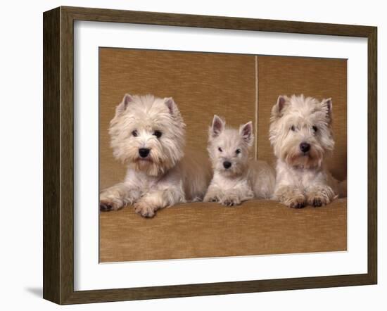 Domestic Dogs, Two West Highland Terriers / Westies with a Puppy-Adriano Bacchella-Framed Photographic Print