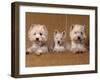 Domestic Dogs, Two West Highland Terriers / Westies with a Puppy-Adriano Bacchella-Framed Photographic Print