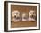 Domestic Dogs, Two West Highland Terriers / Westies with a Puppy-Adriano Bacchella-Framed Photographic Print