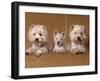 Domestic Dogs, Two West Highland Terriers / Westies with a Puppy-Adriano Bacchella-Framed Photographic Print