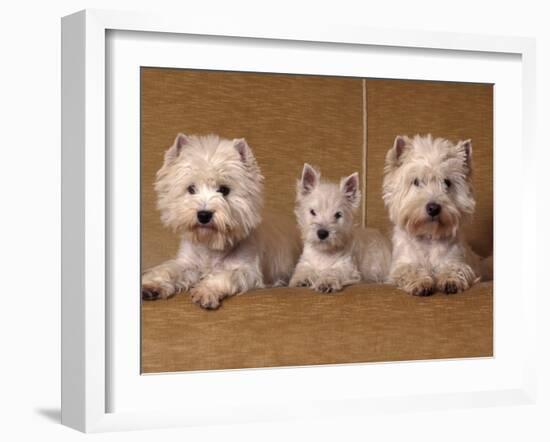 Domestic Dogs, Two West Highland Terriers / Westies with a Puppy-Adriano Bacchella-Framed Photographic Print