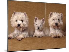 Domestic Dogs, Two West Highland Terriers / Westies with a Puppy-Adriano Bacchella-Mounted Photographic Print