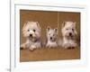 Domestic Dogs, Two West Highland Terriers / Westies with a Puppy-Adriano Bacchella-Framed Photographic Print