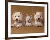 Domestic Dogs, Two West Highland Terriers / Westies with a Puppy-Adriano Bacchella-Framed Photographic Print