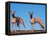Domestic Dogs, Two Whippets Standing Together-Adriano Bacchella-Framed Stretched Canvas