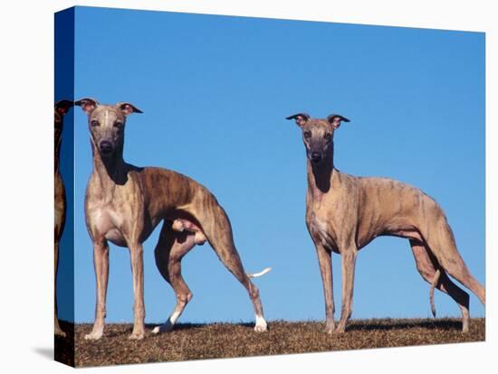 Domestic Dogs, Two Whippets Standing Together-Adriano Bacchella-Stretched Canvas