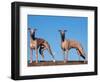 Domestic Dogs, Two Whippets Standing Together-Adriano Bacchella-Framed Premium Photographic Print