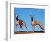 Domestic Dogs, Two Whippets Standing Together-Adriano Bacchella-Framed Premium Photographic Print