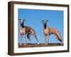 Domestic Dogs, Two Whippets Standing Together-Adriano Bacchella-Framed Premium Photographic Print