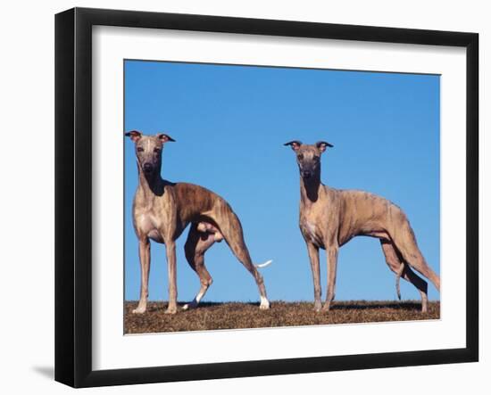 Domestic Dogs, Two Whippets Standing Together-Adriano Bacchella-Framed Premium Photographic Print