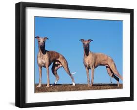 Domestic Dogs, Two Whippets Standing Together-Adriano Bacchella-Framed Premium Photographic Print