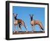 Domestic Dogs, Two Whippets Standing Together-Adriano Bacchella-Framed Premium Photographic Print