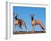 Domestic Dogs, Two Whippets Standing Together-Adriano Bacchella-Framed Premium Photographic Print