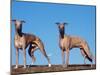 Domestic Dogs, Two Whippets Standing Together-Adriano Bacchella-Mounted Premium Photographic Print