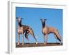 Domestic Dogs, Two Whippets Standing Together-Adriano Bacchella-Framed Photographic Print