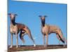 Domestic Dogs, Two Whippets Standing Together-Adriano Bacchella-Mounted Photographic Print