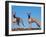 Domestic Dogs, Two Whippets Standing Together-Adriano Bacchella-Framed Photographic Print