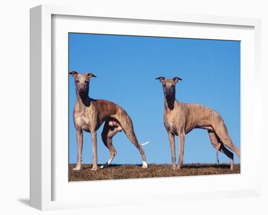 Domestic Dogs, Two Whippets Standing Together-Adriano Bacchella-Framed Photographic Print