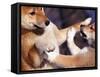 Domestic Dogs, Two Young Shiba Inus Playfighting-Adriano Bacchella-Framed Stretched Canvas
