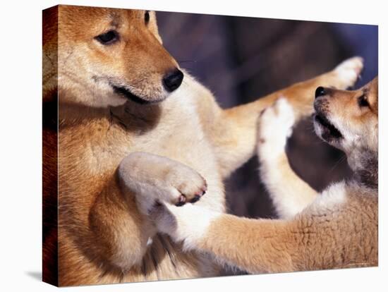 Domestic Dogs, Two Young Shiba Inus Playfighting-Adriano Bacchella-Stretched Canvas