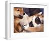 Domestic Dogs, Two Young Shiba Inus Playfighting-Adriano Bacchella-Framed Premium Photographic Print