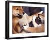 Domestic Dogs, Two Young Shiba Inus Playfighting-Adriano Bacchella-Framed Photographic Print