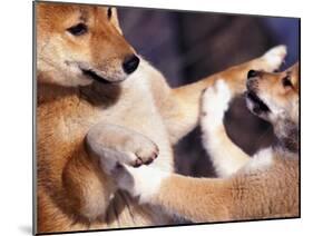 Domestic Dogs, Two Young Shiba Inus Playfighting-Adriano Bacchella-Mounted Photographic Print