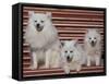 Domestic Dogs, Volpino Italiano / Italian Spitz Family-Adriano Bacchella-Framed Stretched Canvas