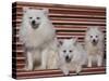 Domestic Dogs, Volpino Italiano / Italian Spitz Family-Adriano Bacchella-Stretched Canvas