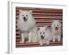 Domestic Dogs, Volpino Italiano / Italian Spitz Family-Adriano Bacchella-Framed Photographic Print