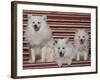 Domestic Dogs, Volpino Italiano / Italian Spitz Family-Adriano Bacchella-Framed Photographic Print