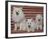 Domestic Dogs, Volpino Italiano / Italian Spitz Family-Adriano Bacchella-Framed Photographic Print