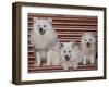 Domestic Dogs, Volpino Italiano / Italian Spitz Family-Adriano Bacchella-Framed Photographic Print