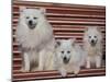 Domestic Dogs, Volpino Italiano / Italian Spitz Family-Adriano Bacchella-Mounted Photographic Print