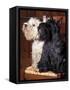 Domestic Dogs, West Highland Terrier / Westie Sitting on a Chair with a Black Scottish Terrier-Adriano Bacchella-Framed Stretched Canvas