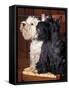 Domestic Dogs, West Highland Terrier / Westie Sitting on a Chair with a Black Scottish Terrier-Adriano Bacchella-Framed Stretched Canvas