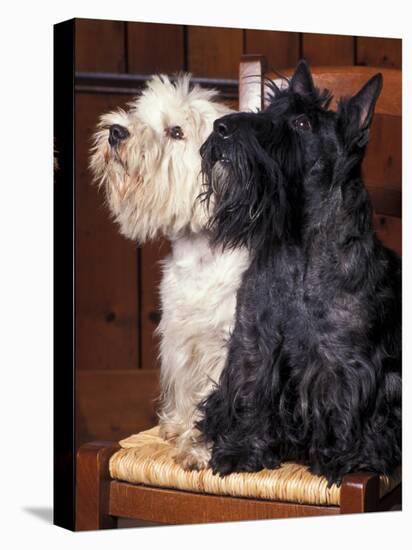 Domestic Dogs, West Highland Terrier / Westie Sitting on a Chair with a Black Scottish Terrier-Adriano Bacchella-Stretched Canvas