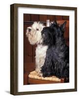 Domestic Dogs, West Highland Terrier / Westie Sitting on a Chair with a Black Scottish Terrier-Adriano Bacchella-Framed Photographic Print