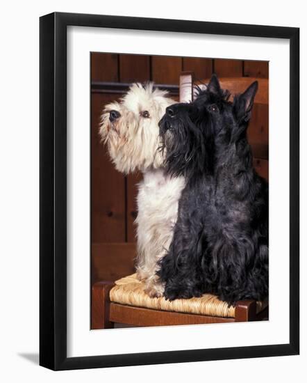 Domestic Dogs, West Highland Terrier / Westie Sitting on a Chair with a Black Scottish Terrier-Adriano Bacchella-Framed Photographic Print