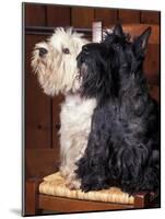 Domestic Dogs, West Highland Terrier / Westie Sitting on a Chair with a Black Scottish Terrier-Adriano Bacchella-Mounted Photographic Print